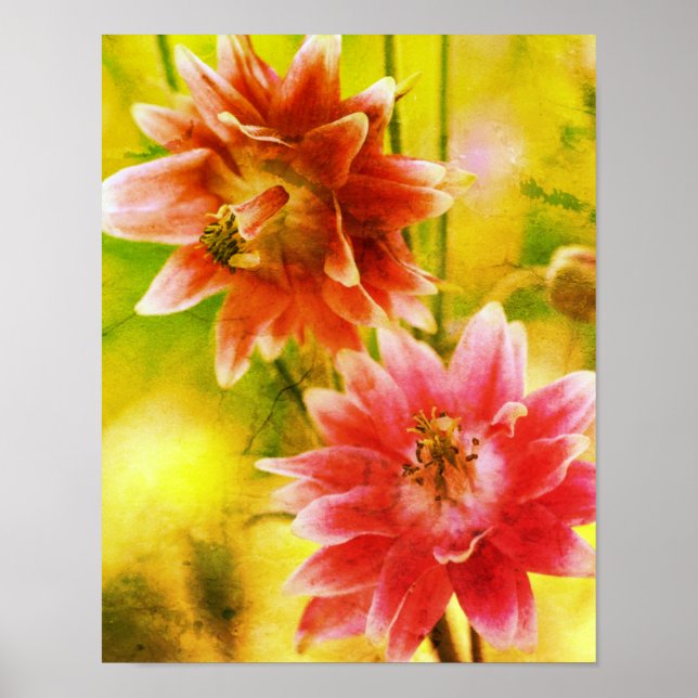 Affiche Paire de fleurs rouges et blanches, art en détress (Devant)