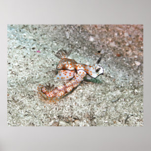 Affiche Paire de Nudibranchs