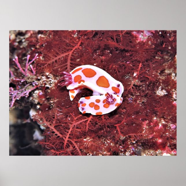 Affiche Paire de Nudis (Devant)