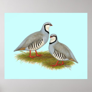 Affiche Paire de perdrix de Chukar