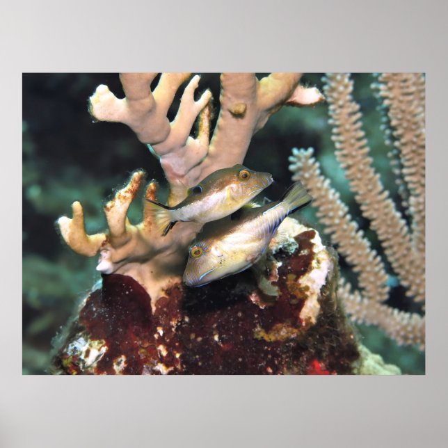 Affiche Paire de petits creux (Devant)