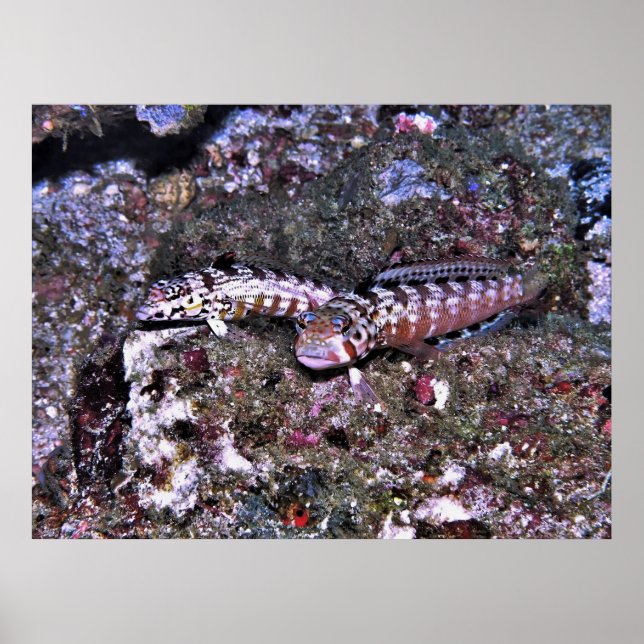 Affiche Paire de poisson gras (Devant)