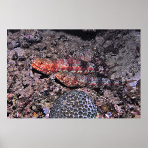 Affiche Paire de poisson-Lézard II