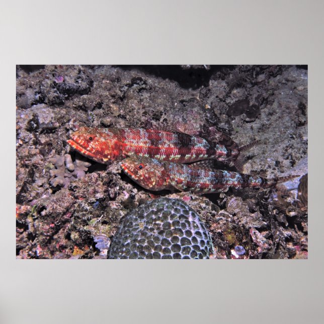 Affiche Paire de poisson-Lézard II (Devant)