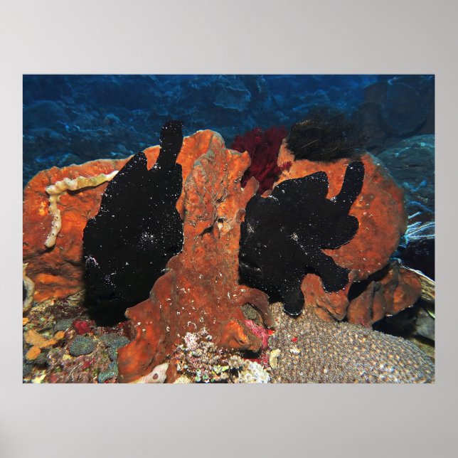 Affiche Paire de poisson-porteuse géant (Devant)