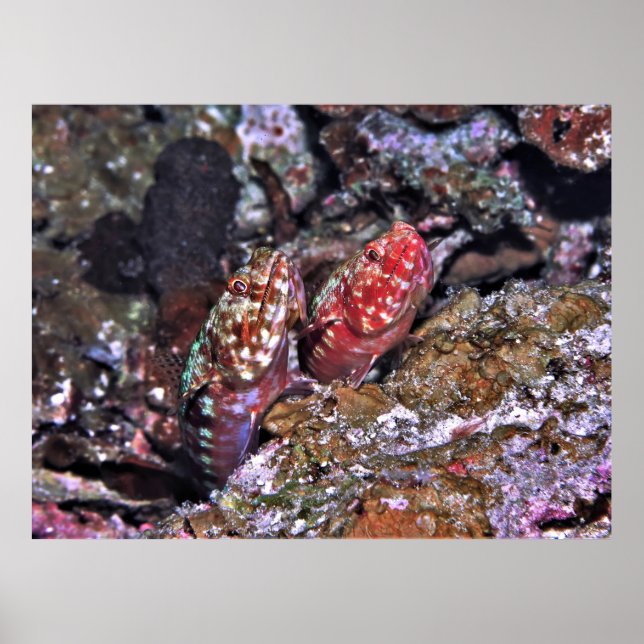 Affiche Paire de poissons-Lézard (Devant)