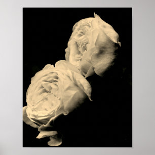 Affiche Paire de roses teintées de sépia