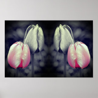 Affiche Paire de tulipes en noir et blanc avec couleur par