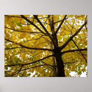 Affiche Paire d'érables jaunes Automne Nature