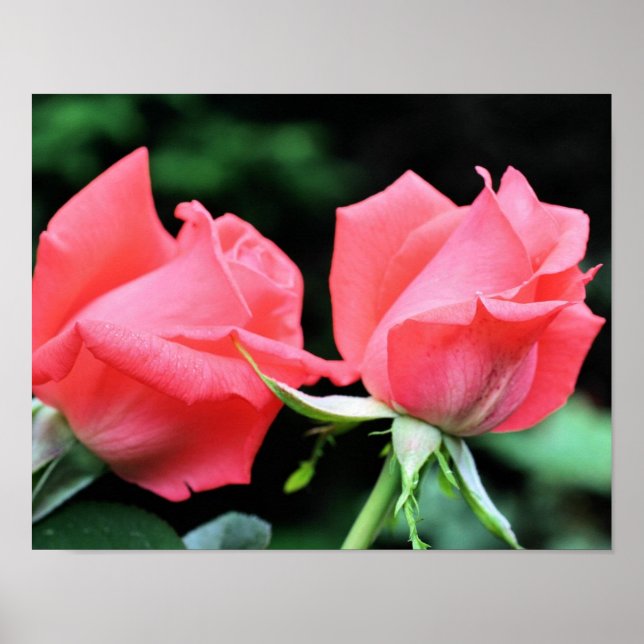 Affiche Paire rose Rosebud (Devant)