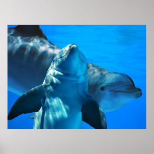 Affiche Paires d'affiche curieuse de dauphins
