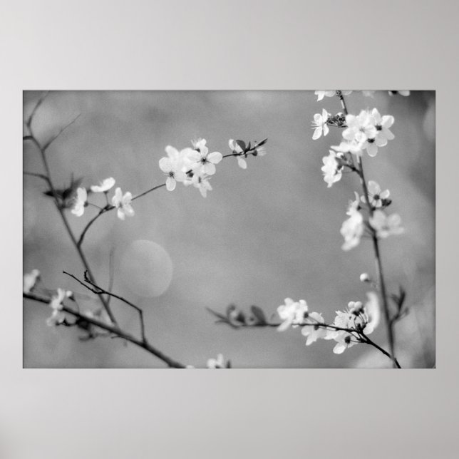 AFFICHE PAIX (Devant)