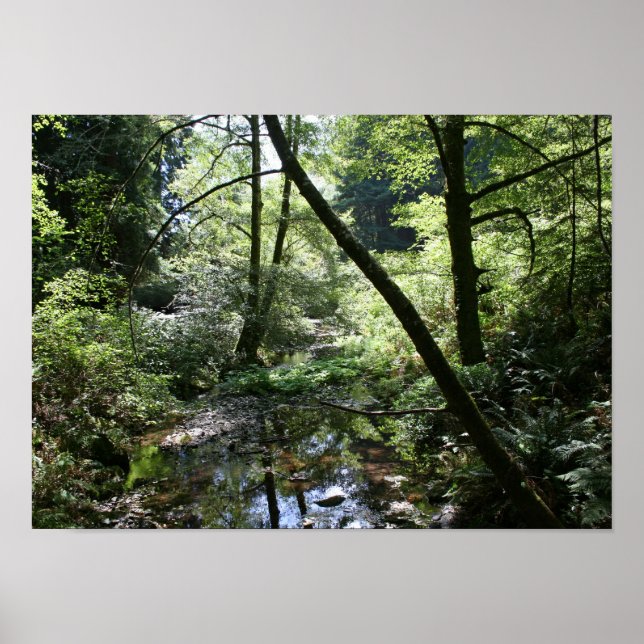 Affiche "Paix Verte", Muir Woods (Devant)