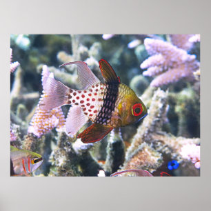 Affiche Pajama cardinalfish