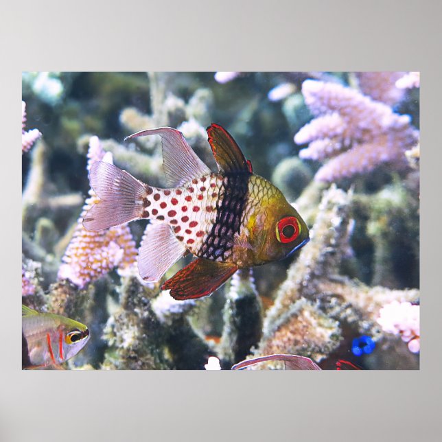 Affiche Pajama cardinalfish (Devant)