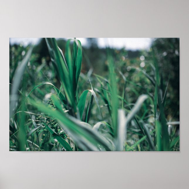 Affiche Pale Pastel Green Gris Reeds (Devant)