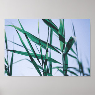 Affiche Pale Pastel Green Gris Reeds