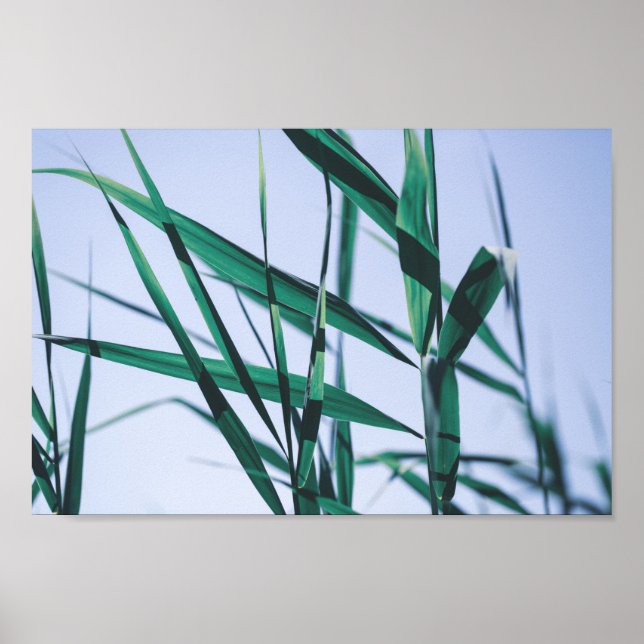 Affiche Pale Pastel Green Gris Reeds (Devant)