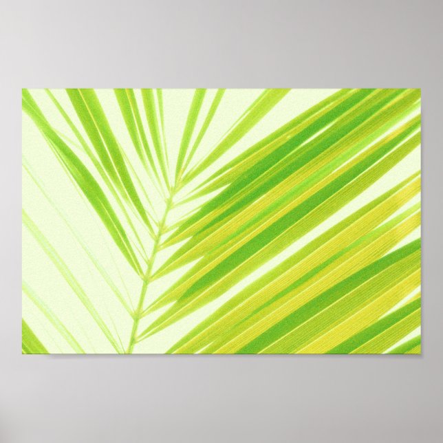 Affiche Pale Pastel Green Palm Tree Feuilles (Devant)