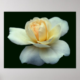 Affiche Pâle Rose Jaune Pâle Pâtes Avec Poisson