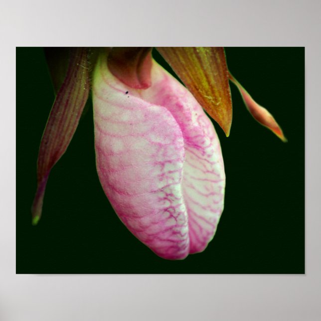 Affiche Pale Rose Lady Slipper Orchidée Fleur gros (Devant)