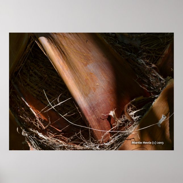 Affiche Palm Bark (Devant)
