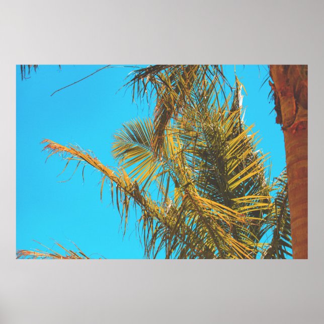 Affiche Palm Tree Feuille Turquoise Sky (Devant)