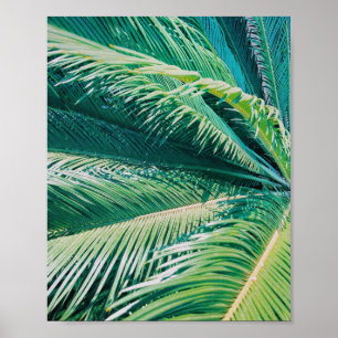 Affiche Palm Tree Tropical Beach Photographie Imprimer