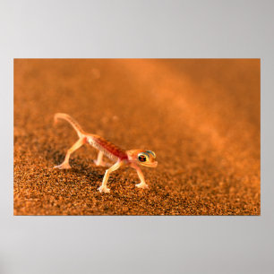 Affiche Palmatogecko On Sand Dune, Swakpomund, Erongo