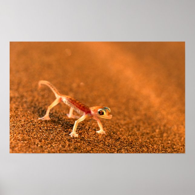 Affiche Palmatogecko On Sand Dune, Swakpomund, Erongo (Devant)