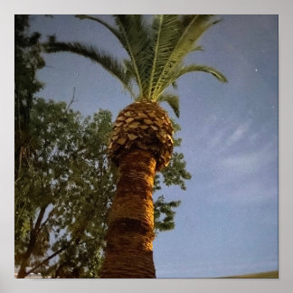 Affiche Palmier 🌴