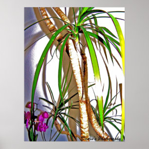 Affiche Palmier