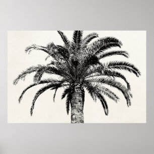 Affiche Palmier de l'île tropicale rétro en noir et blanc