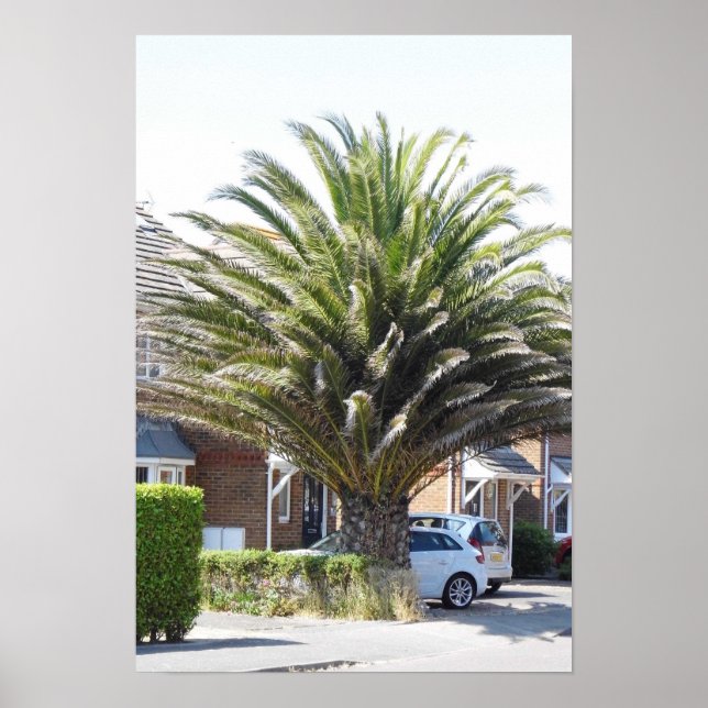 Affiche Palmier exotiques et plantes à Selsey. (Devant)