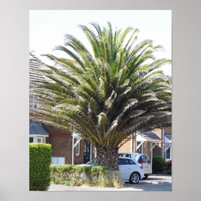 Affiche Palmier exotiques et plantes à Selsey. (Devant)