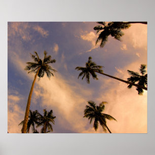 Affiche Palmier photo d'été tropicale