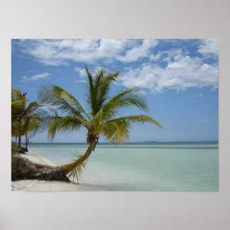 Affiche Palmier solitaire sur une plage cubaine