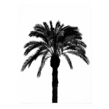 palmier tropical noir et blanc
