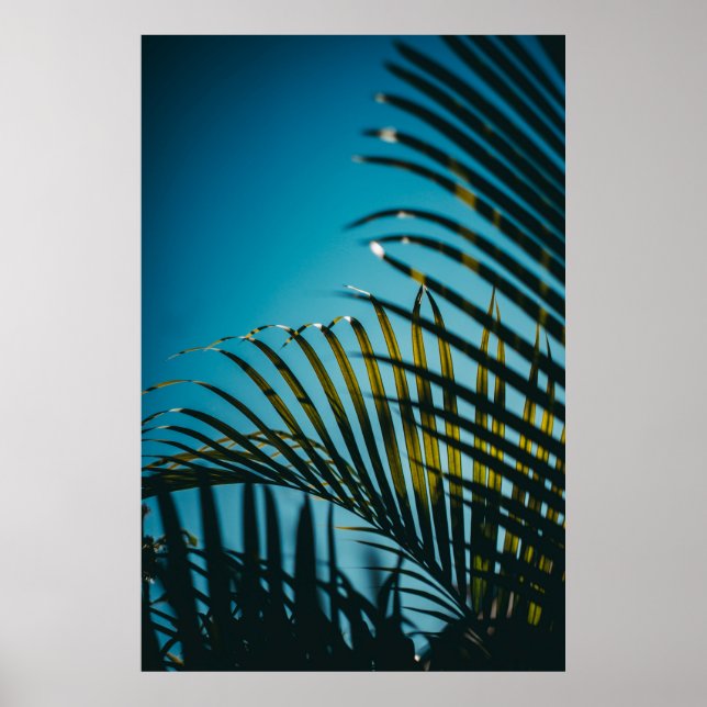 Affiche Palmier vert plante sous ciel bleu le matin (Devant)