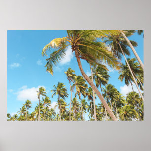 Affiche Palmiers