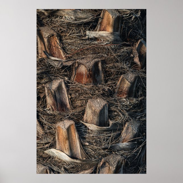 Affiche Palmiers (Devant)