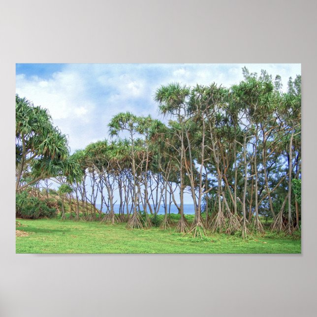 Affiche Palmiers à pied à Hawaii (Devant)