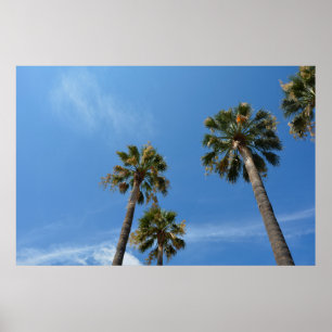 Affiche Palmiers avec ciel bleu