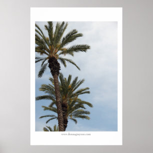 Affiche Palmiers de Californie