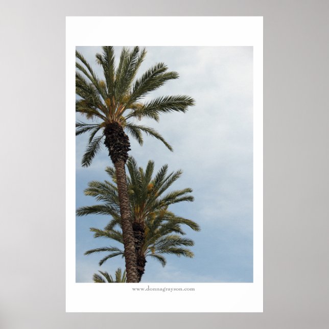 Affiche Palmiers de Californie (Devant)
