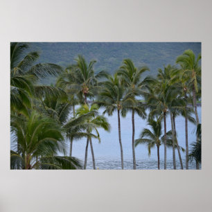 Affiche Palmiers d'Hawaï