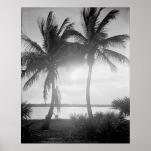 Affiche Palmiers noirs et blancs au coucher du soleil