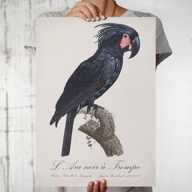 Affiche Palmisano Cacatoès, perroquet Probosciger aterrimu (L' Ara Noir a Trompe / Palm Cockatoo. Poster)