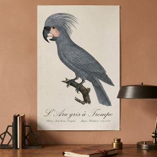 Affiche Palmiste noir, Probosciger aterrimus