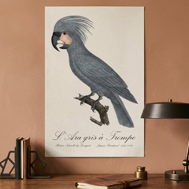 Affiche Palmiste noir, Probosciger aterrimus (Great Black Palm Cockatoo, Probosciger aterrimus. Poster)